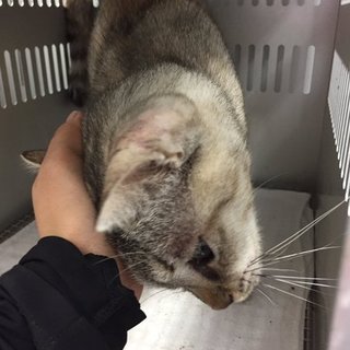 明日の朝一番が収容期限です！人が大好きです