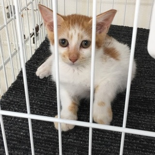 ちゃしろくんの里親さん募集