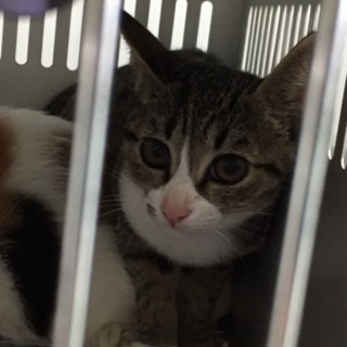 里親様決定！有り難うございました