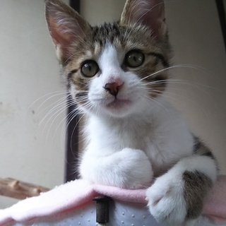 生後3か月位キジ白甘えんぼ