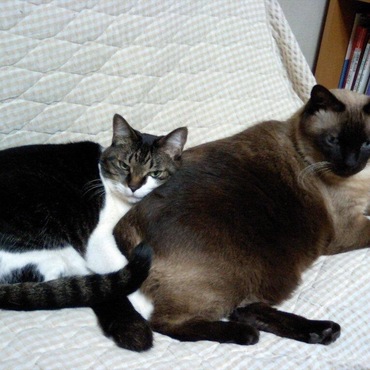 ねね&しん(1994〜2014)