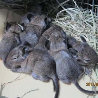 全ての子の里親が決まりました。有難う御座いました。