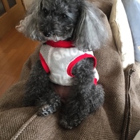 チャコ