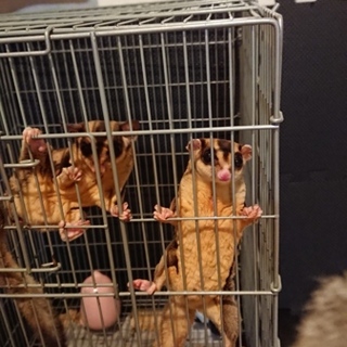 フクロモモンガ親子♂二匹の里親募集