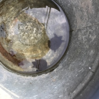 野生すっぽんベビー