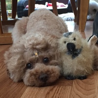 マロンクリーム