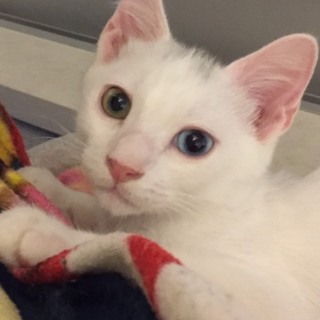 白子猫ちゃん