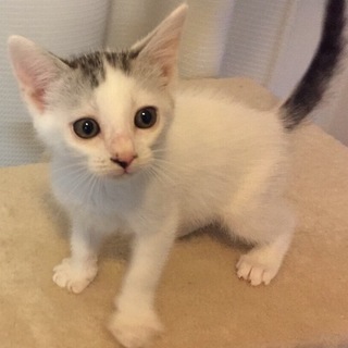 白キジ子猫ちゃん