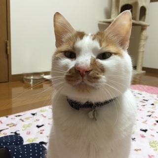 里親募集しています。6才、オス、雑種