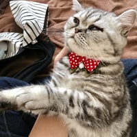 こはく
