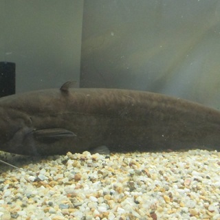 イワトコナマズ