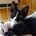 黒白ソックスニャンコ♡トライアル決まりました。