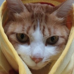 すっかり大人猫になったルーア君