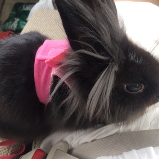 バレンタインに産まれた白と黒のミニうさぎ