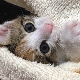 元気な三毛ちゃん