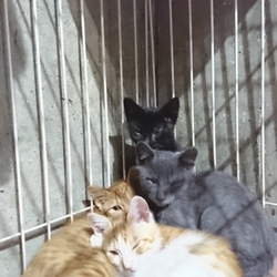 三鷹で子猫の譲渡会を行います。