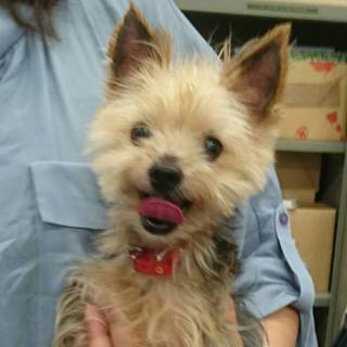 笑顔いっぱい！ヨーキーひなた君