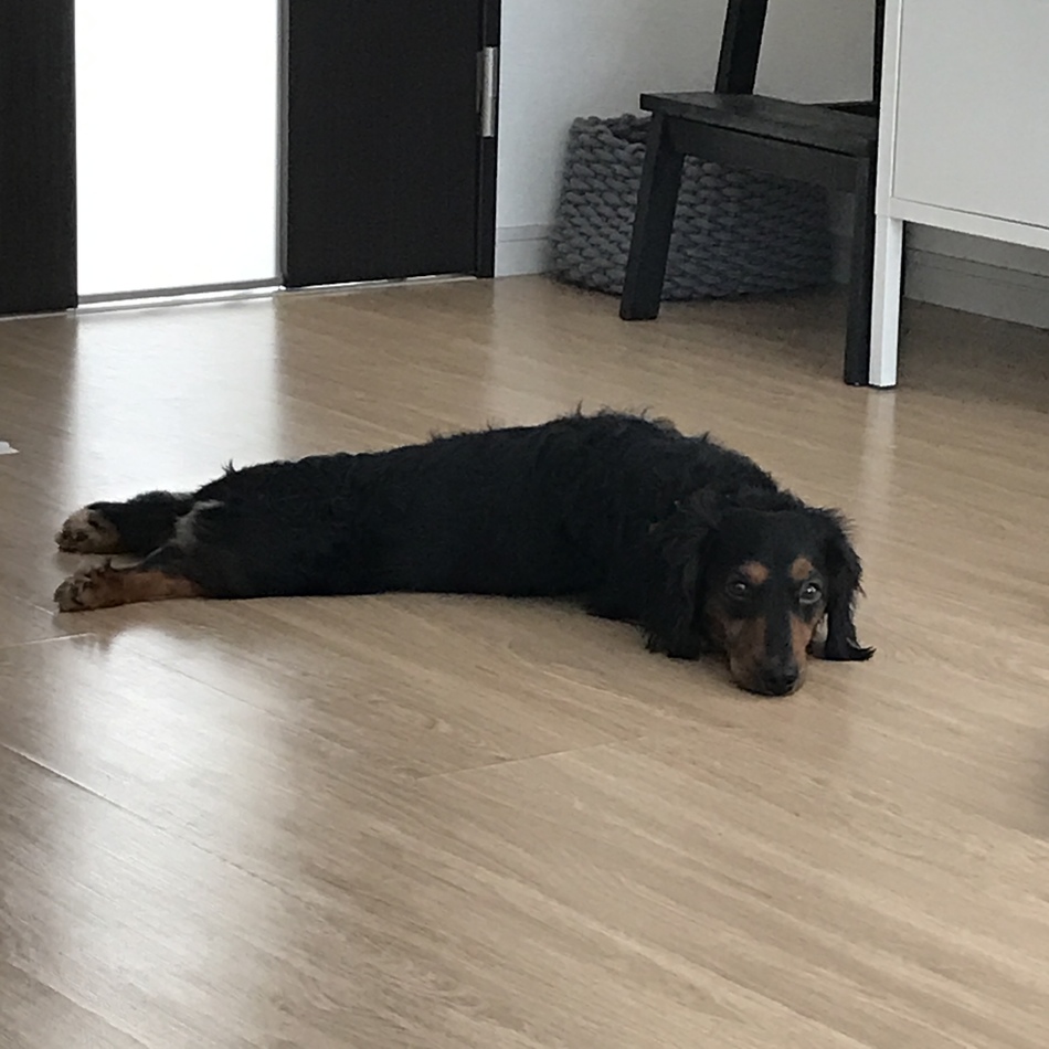 ルイのカバー写真