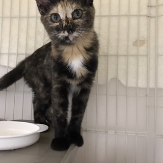 生後４ヶ月位の美人サビ猫