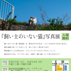 『飼い主のいない猫』写真展