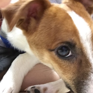 大切に育ててくれる方募集します