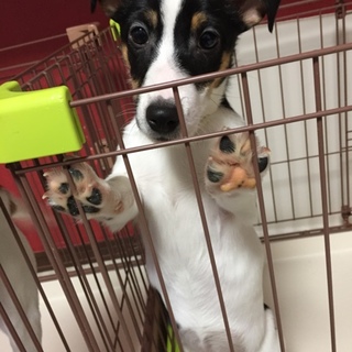 大切に育ててくれる方募集します。