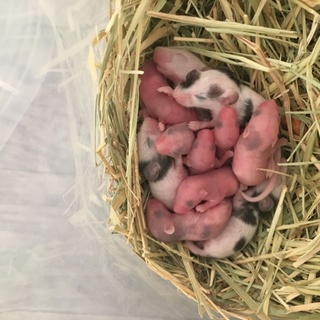 パンダマウス30匹くらい