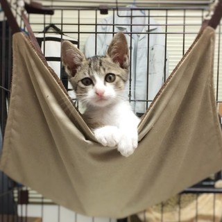 ダヤンみたいな男の子