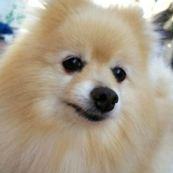 里親会・アイドッグ・レスキュー隊 サムネイル2