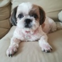 里親会・アイドッグ・レスキュー隊 サムネイル3