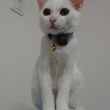 チロの写真