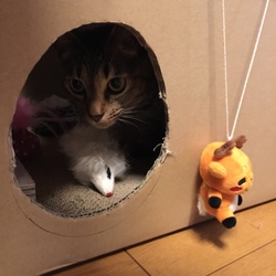 「しかまろハウス」サムネイル3