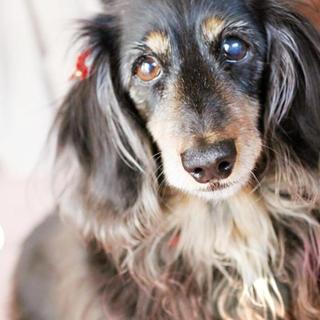 癒し系レディのミニチュアダックス✨里親さん募集✨