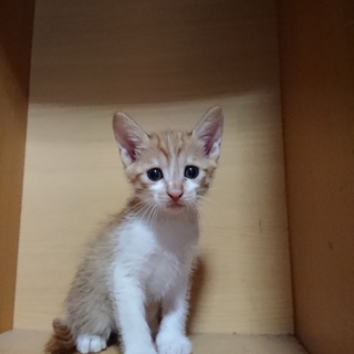 かわいい茶トラちゃんですよ！