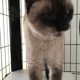 シャム系の人懐っこい猫ちゃんです
