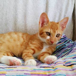 幸せ振りまく1匹飼いでも大丈夫なシマくん