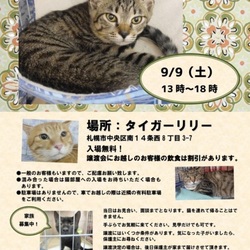 ニャン友ねっとわーく北海道 保護猫の譲渡会