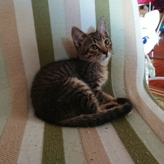 子猫の家族募集