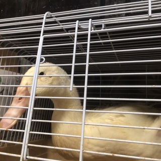 アヒルのかるー