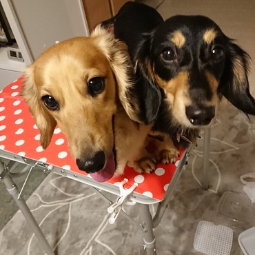 初☆台の上☆足がグラグラなってておしくらまんじゅう（笑）