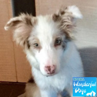 「Bloom（ブルーム）」♂