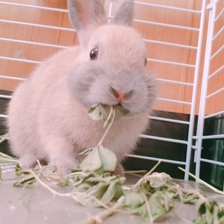 【交渉中】ネザーランドの男の子