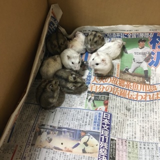 可愛いハムスター達です