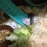 可愛いハムスター達です サムネイル2