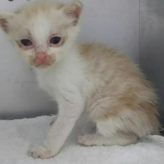 ちびっこに会いに来てください☆収容期限9/14迄