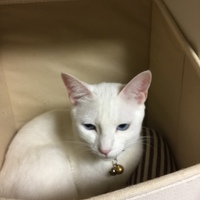 シャムのペットプロフをもっと見る
