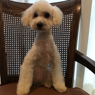白いプードルの女の子里親募集中！