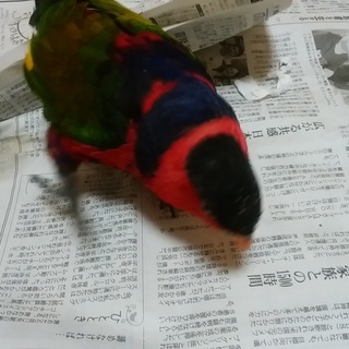 里親募集　大事におむかえして下さる方