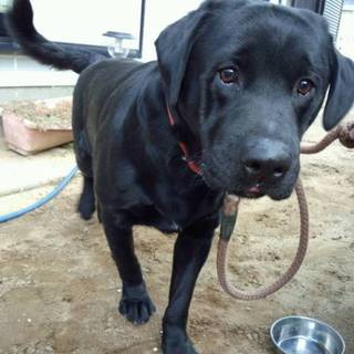 ラブラドール♂[血統書あり]可愛がって下さる方。