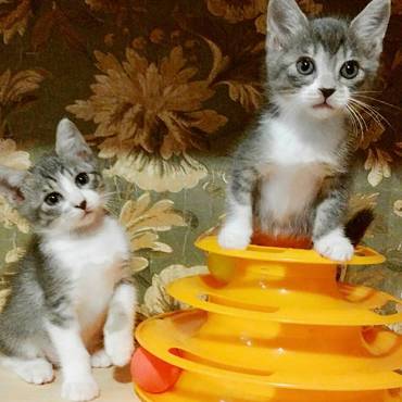 グレーのサバシロ兄妹、サバくんとイワシちゃん